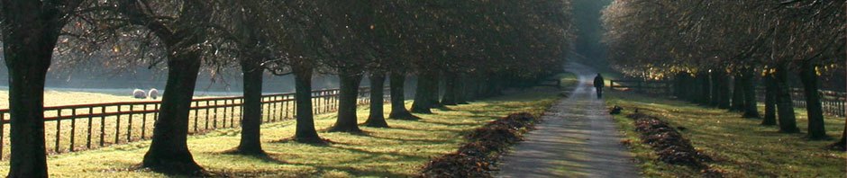 Tree Cutting Trimming Services
